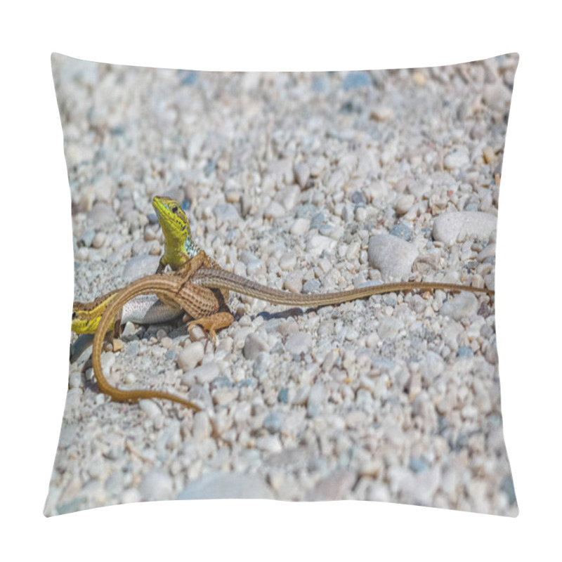 Personality  A Dynamic Duo: Lizards Engage In A Spirited Encounter - A Moment Of Action And Intrigue As Two Lizards Face Off On A Bed Of Pebbles. Their Vibrant Colors And Dynamic Poses Create A Sense Of Movement And Energy. Pillow Covers