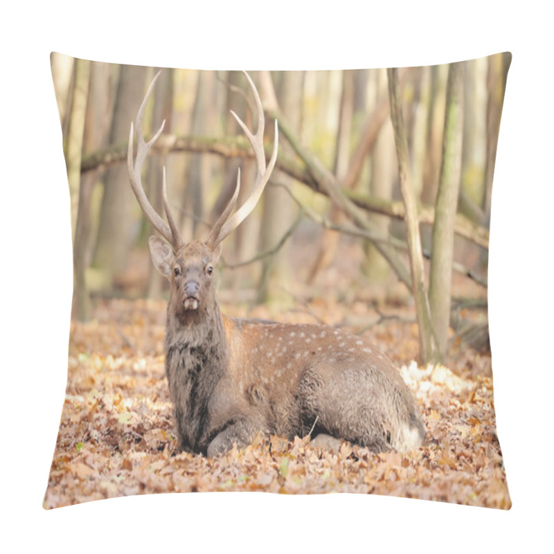 Personality  Deer In Autumn Forest Pillow Covers