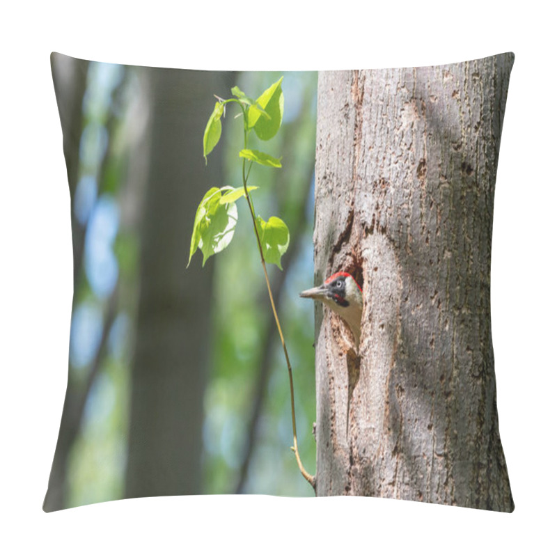 Personality  European Green Woodpecker Looking Out Of The Nest Hole On Linden Trunk Pillow Covers