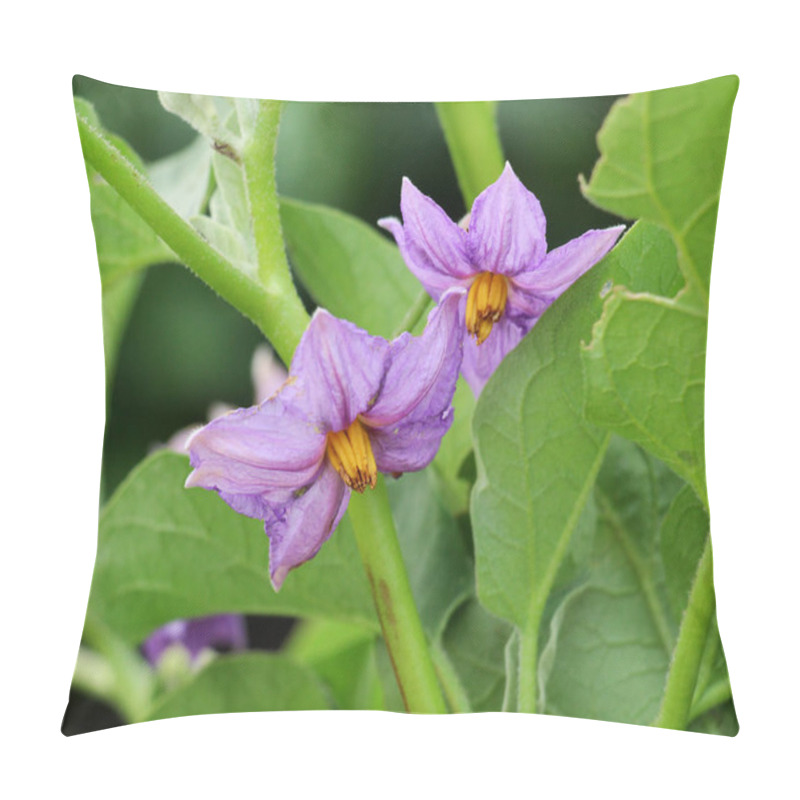 Personality  An Eggplant Bush Is Blooming In Open Ground Pillow Covers