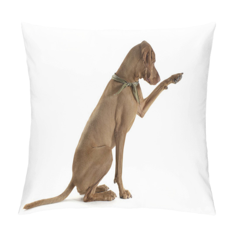 Personality  Studio Shot Of An Adorable Magyar Vizsla With Green Kerchief Lifting His Front Leg Pillow Covers