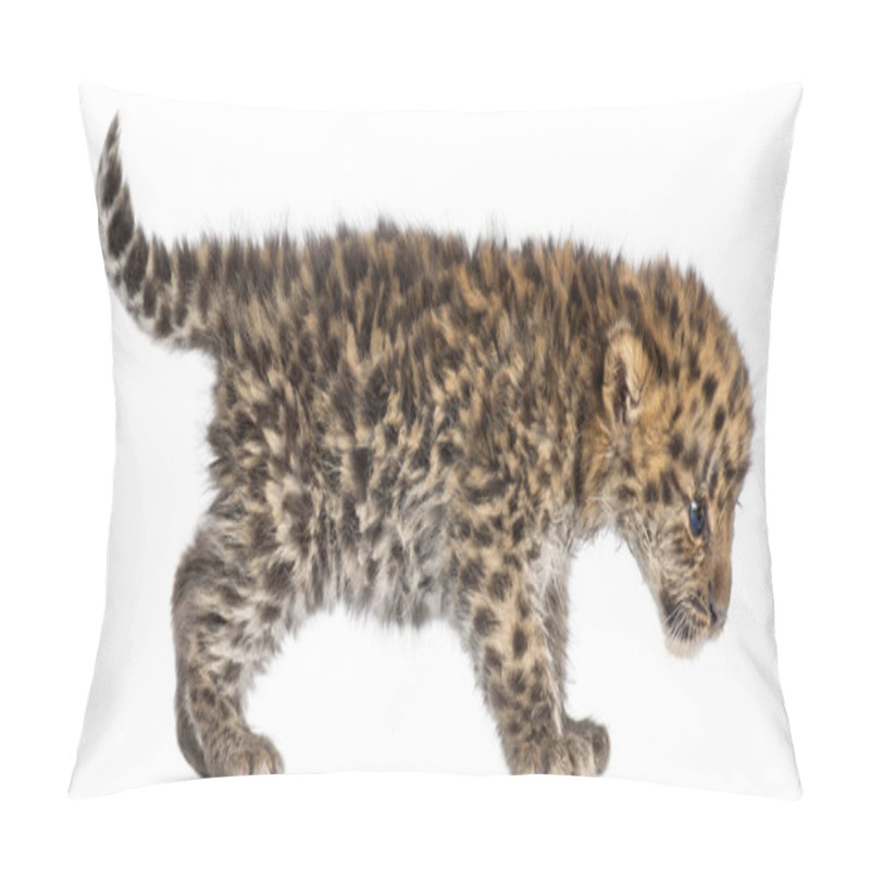 Personality  Amur Leopard Cub Walking, Panthera Pardus Orientalis, 6 Weeks Ol Pillow Covers