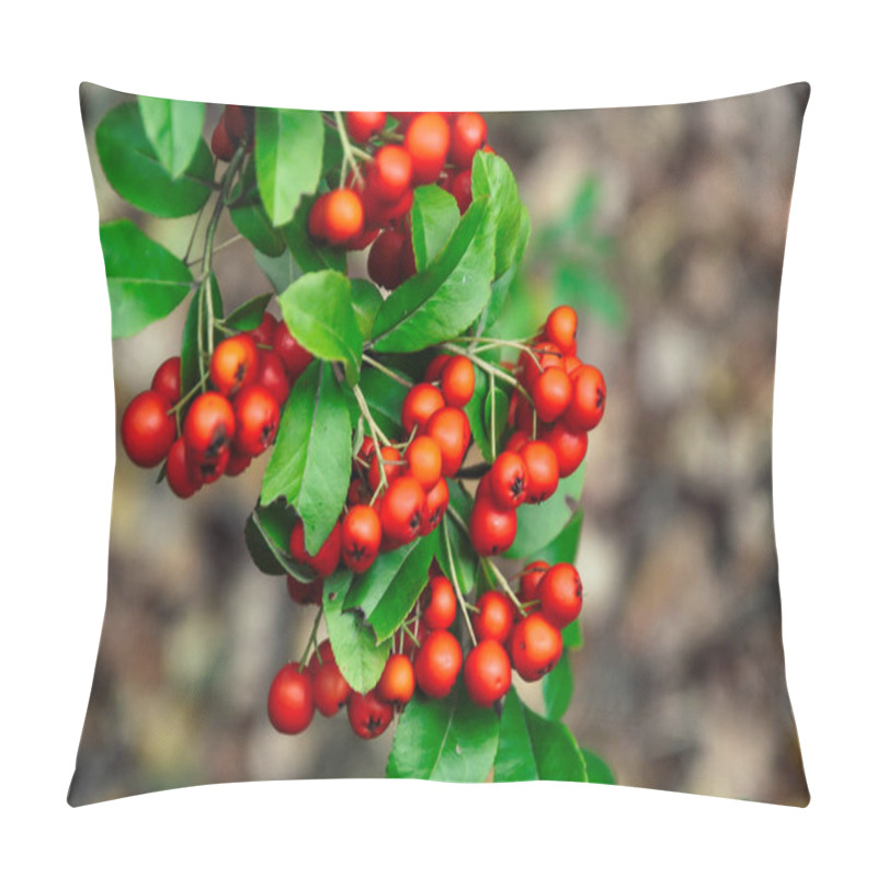 Personality  Close Up Of Mountain Ash, Rowan, Red Rowanberry On Tree Branch With Green Leaves. Pillow Covers