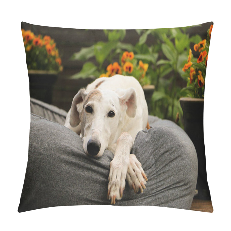 Personality  Beautiful Galgo Is Lying In The Bed On The Terrace In The Sunshine Pillow Covers