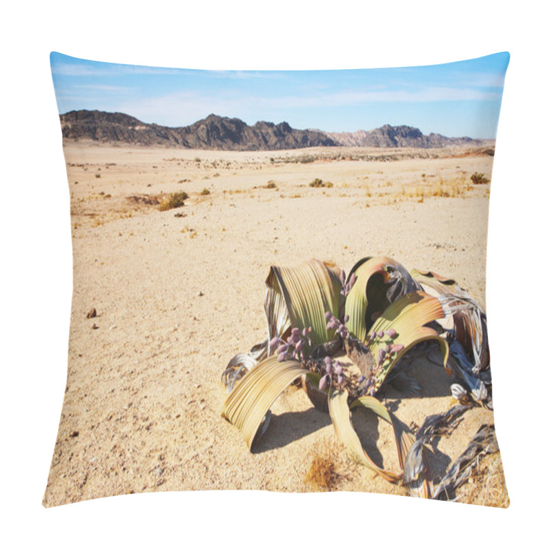 Personality  Welwitschia Mirabilis In Namib Desert Pillow Covers