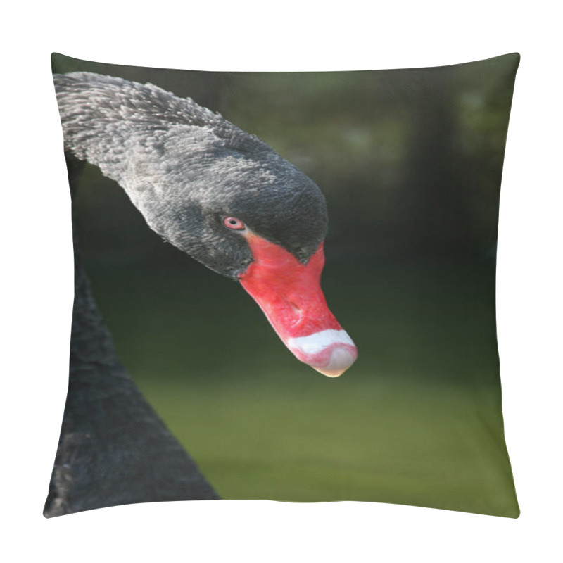 Personality  Scenic View Of Majestic Swans At Nature Pillow Covers