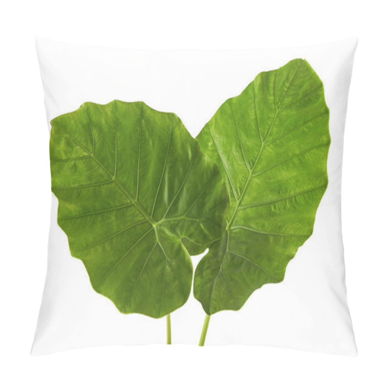 Personality  Colocasia Leaf, Large Green Foliage (also Called Night-scented Lily Or Giant Upright Elephant Ear)  Isolated On White Background, With Clipping Path Pillow Covers