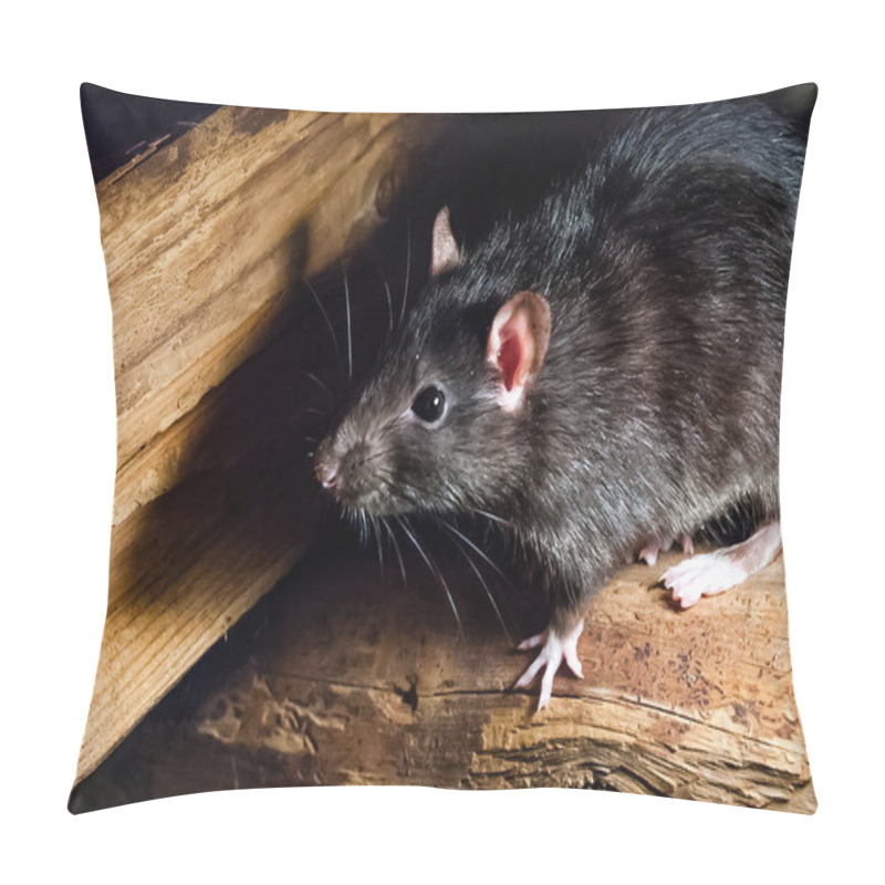 Personality  The Black Rat (Rattus Rattus), Also Known As Ship Rat, Roof Rat, Or House Rat. Pillow Covers