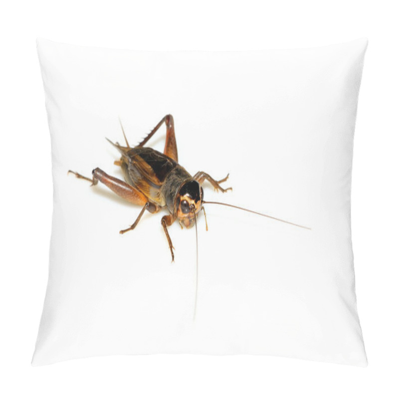 Personality  Insects - Crickets Pillow Covers