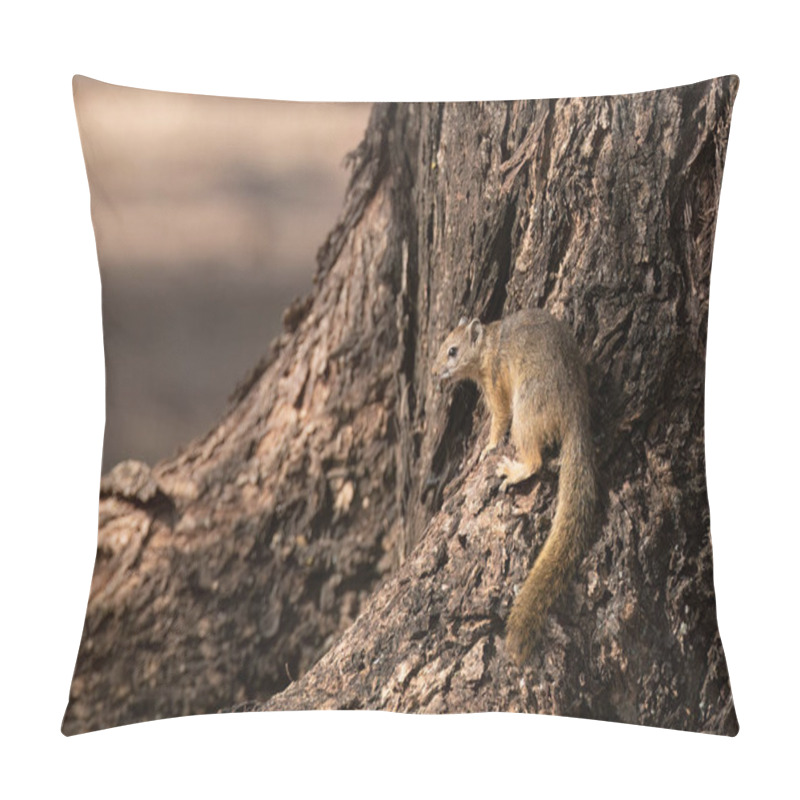 Personality   Tree Squirrel ( Paraxerus Cepapi ) Pilanesberg Nature Reserve, South Africa Pillow Covers