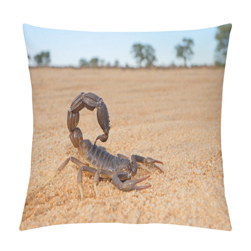 Personality  Granulated Thick-tailed Scorpion (Parabuthus Granulatus), Kalahari Desert, South Africa Pillow Covers