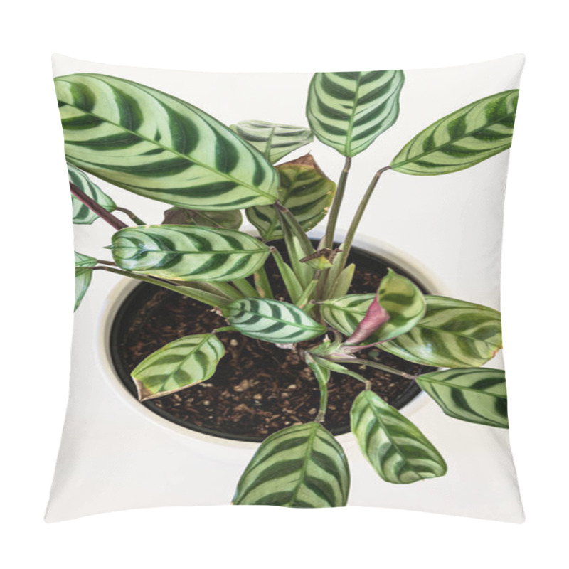 Personality  Prayer Plant (Ctenanthe Burle Marxii Amabilis) On White Background. Trendy Exotic Houseplant Detail, Top-down View. Pillow Covers