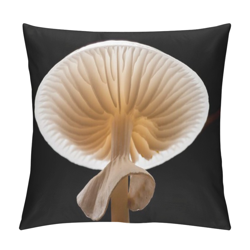 Personality  Porcelain Fungus (Oudemansiella Mucida), From Beneath, Hesse, Germany, Europe Pillow Covers