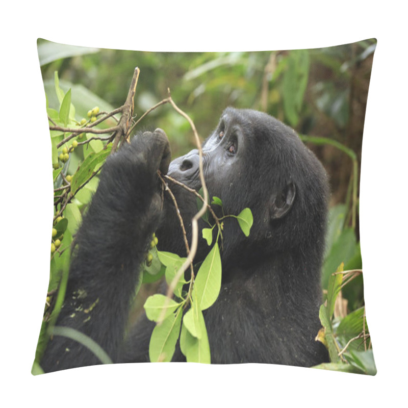 Personality  Mountain Gorilla (Gorilla Beringei Beringei) Feeding On Berries. Bwindi Impenetrable National Park, Uganda Pillow Covers