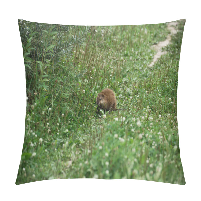 Personality  Selective Focus Of Brown Ondatra In Green Meadow Pillow Covers