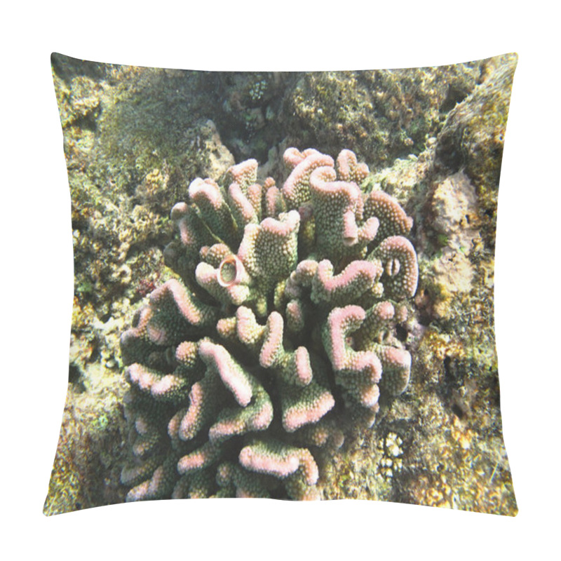 Personality  Hard Sea Corals Marine Life In Indian Ocean Maledives Pillow Covers