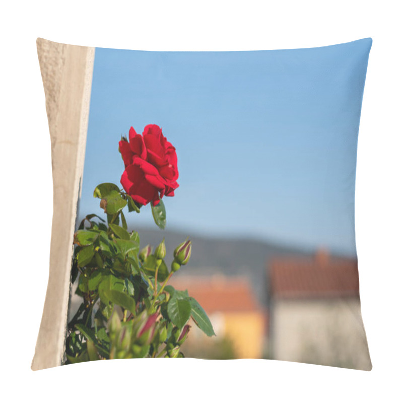 Personality  Red Rose Climbing On A Wall Of A House Pillow Covers