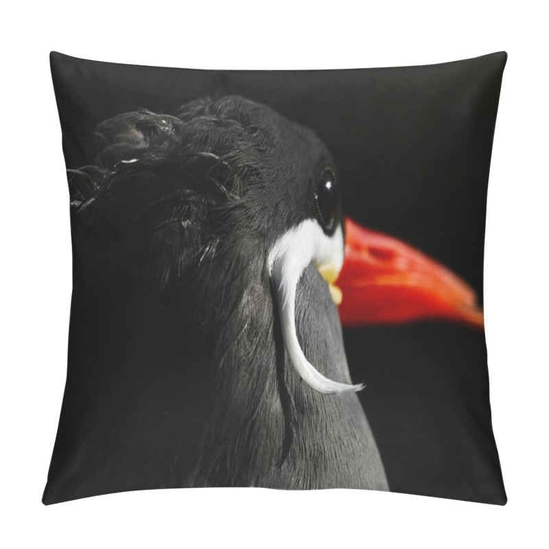 Personality  Close-up Of An Inca Tern, Lit By The Sun Against A Black Background. This Striking Black Bird With A Bright Red Beak Occupies Part Of The Same Habitat Ruled By Ancient Inca Empire In South America. Pillow Covers