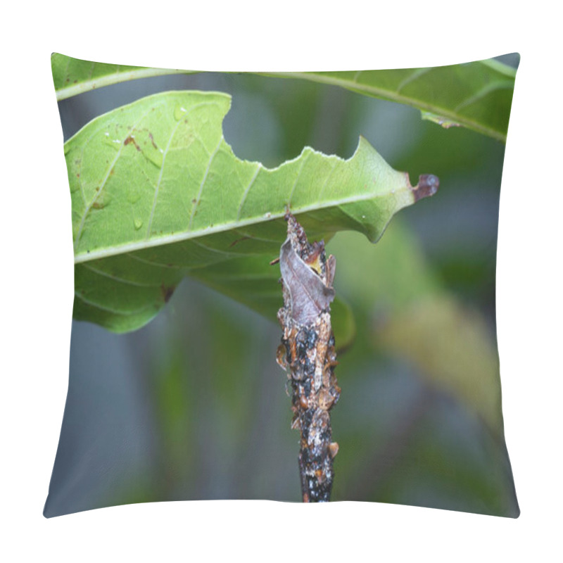 Personality  Macro Shot Of The Bagworm Moth Larvae. Pillow Covers