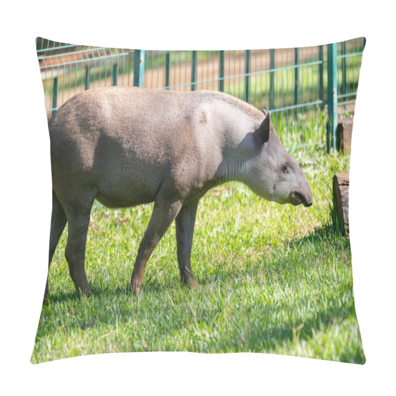 Personality  Brazilian Tapir (Tapirus Terrestris) Grazing Alone In Selective Focus Pillow Covers