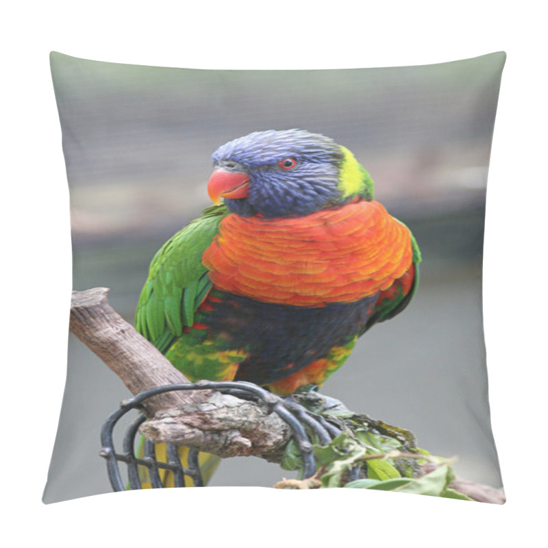 Personality  Rainbow Lorikeet Perched Pillow Covers