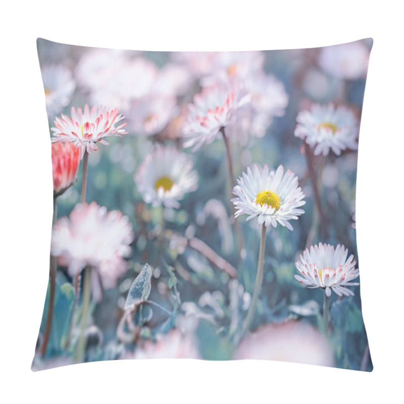 Personality  Beautiful Nature In Spring, Daisy Flower Lit By Sunlight Pillow Covers