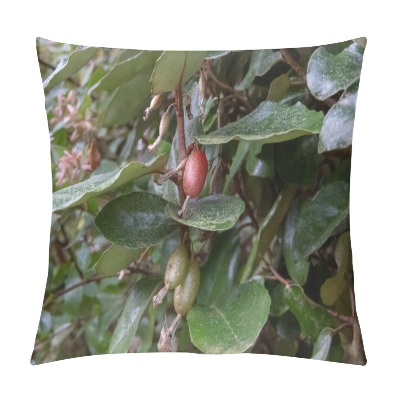 Personality  Thorny Olive,spiny Oleaster Or Silverthorn Plant Branches With Fruits And Leaves. Elaeagnus Pungens Ornamental Plant. Pillow Covers