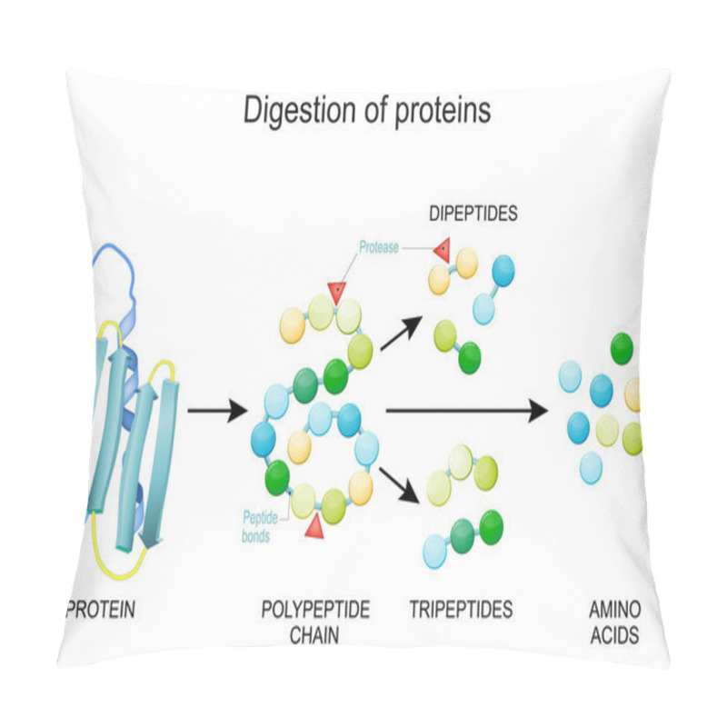 Personality  Protein Digestion. Enzymes (proteases And Peptidases) Are Digestion Breaks The Protein Into Smaller Peptide Chains And Into Single Amino Acids, Which Are Absorbed Into The Blood. Pillow Covers