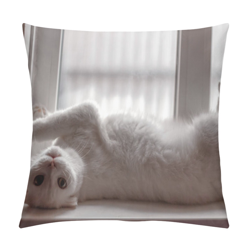 Personality  White Fluffy Scottish Fold Cat Lies Lazily On The Windowsill In The Morning Pillow Covers