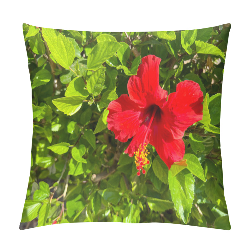 Personality  Perennial Hibiscus, Summer Storm, Pink And White Flower Close-up. Pillow Covers