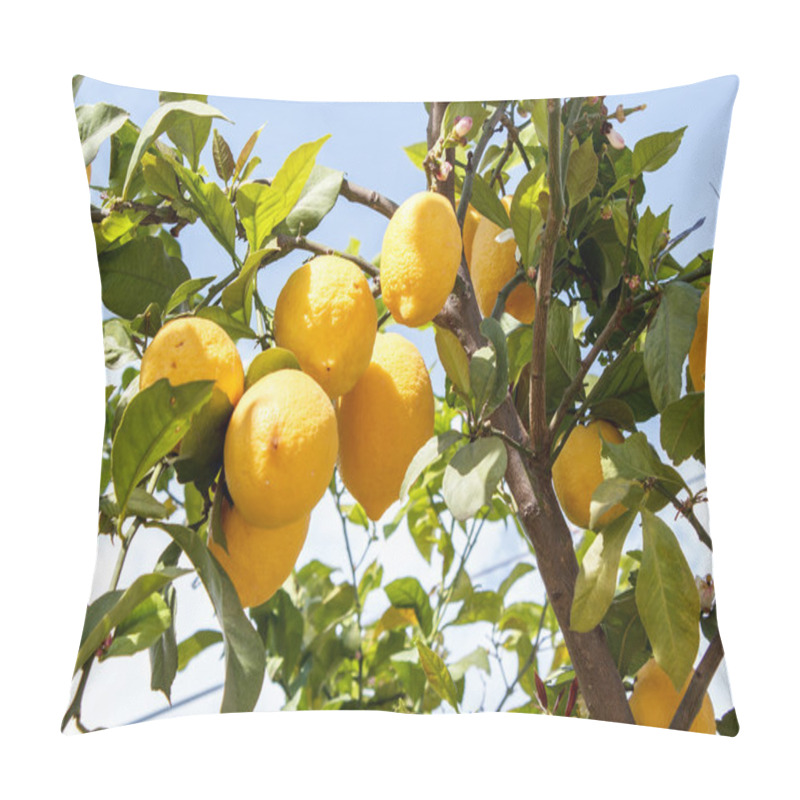 Personality  Lemon Tree Branch With Leaves On Blue Sky Pillow Covers