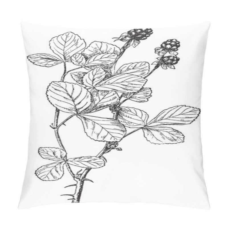 Personality  This Is A Flowering Plant Belongs To A Rose Family. Fruits Are Juicy And Pulpy, Vintage Line Drawing Or Engraving Illustration. Pillow Covers