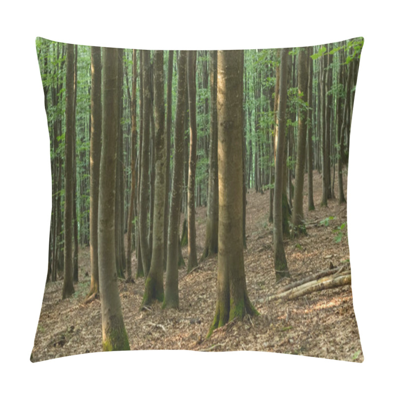 Personality  Capture The Ethereal Beauty Of A Carpathian Beech Forest With Its Striking Gray Tree Trunks Creating A Mesmerizing Atmosphere Pillow Covers