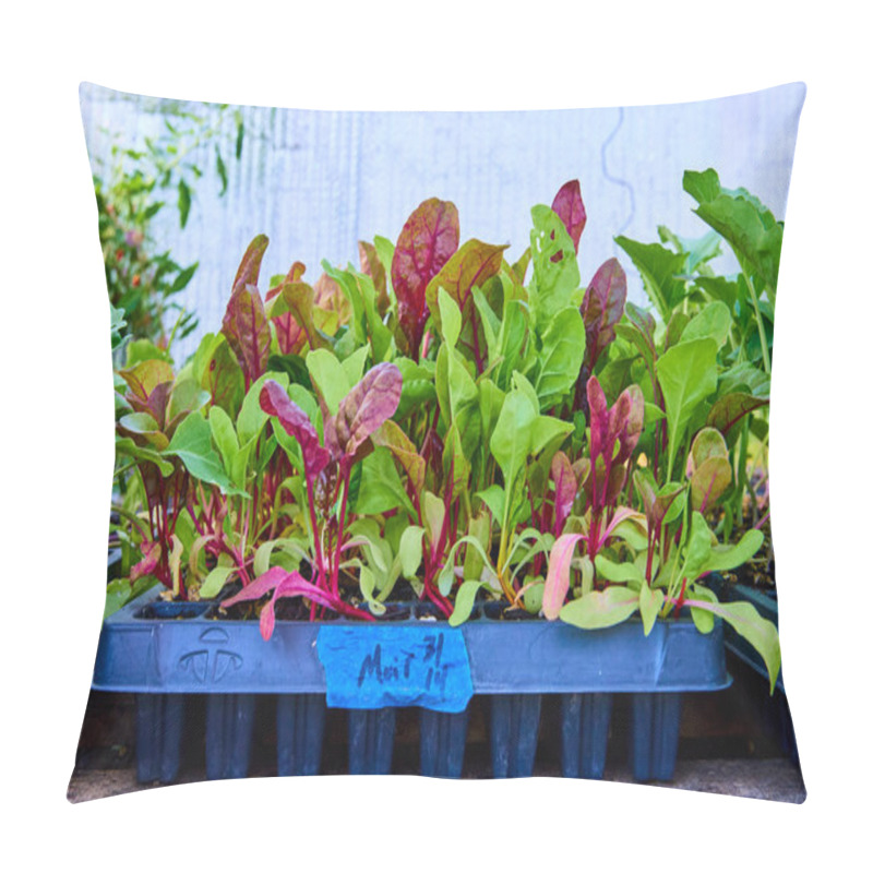 Personality  Young Mixed Leafy Greens In Small Black Plastic Cells On A Rustic Wooden Surface. Bright Natural Light Highlights The Vibrant Green And Red Leaves, Suggesting A Greenhouse In Fort Wayne, Indiana Pillow Covers