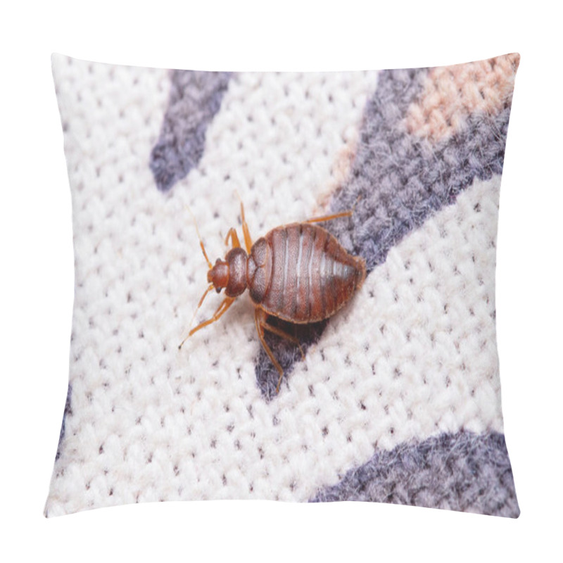 Personality  Dorsal Shot Of Bed Bug, Cimex Lectularius, Pune, Maharashtra, India Pillow Covers