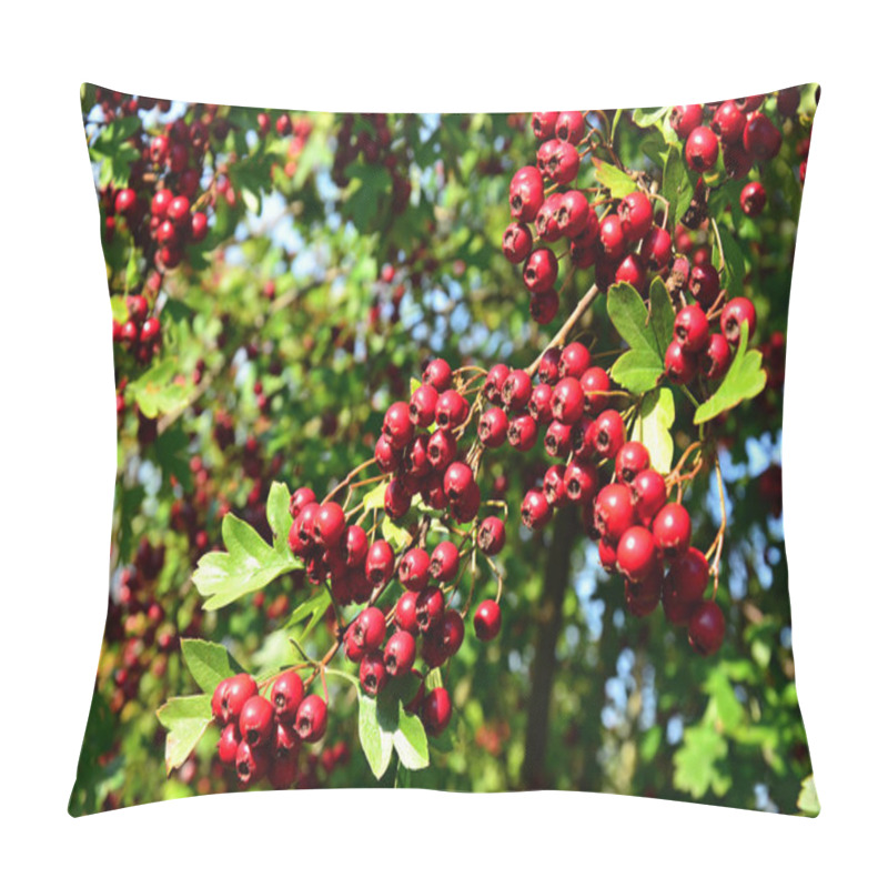 Personality  Hawthorn Red Berries On The Bush Pillow Covers