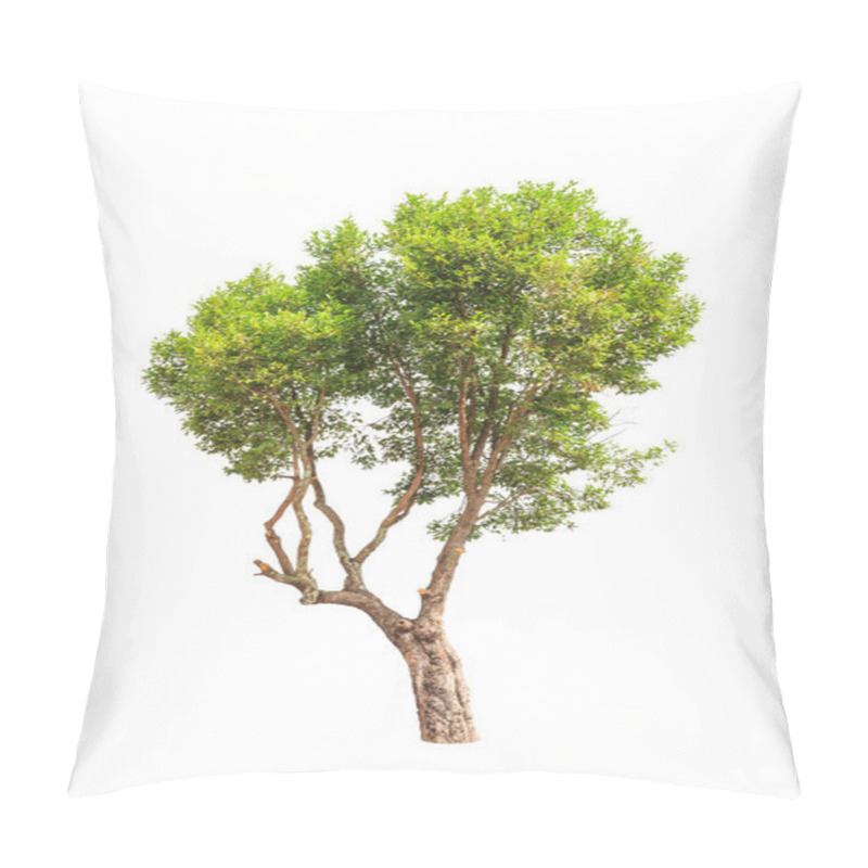 Personality  Irvingia Malayana Also Known As Wild Almond, Tropical Tree In Th Pillow Covers