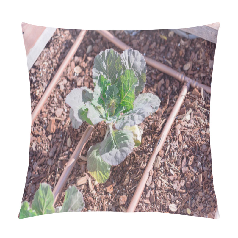 Personality  Organic Broccoli Plants Growing On Raised Bed With Auto Dripping System Pillow Covers