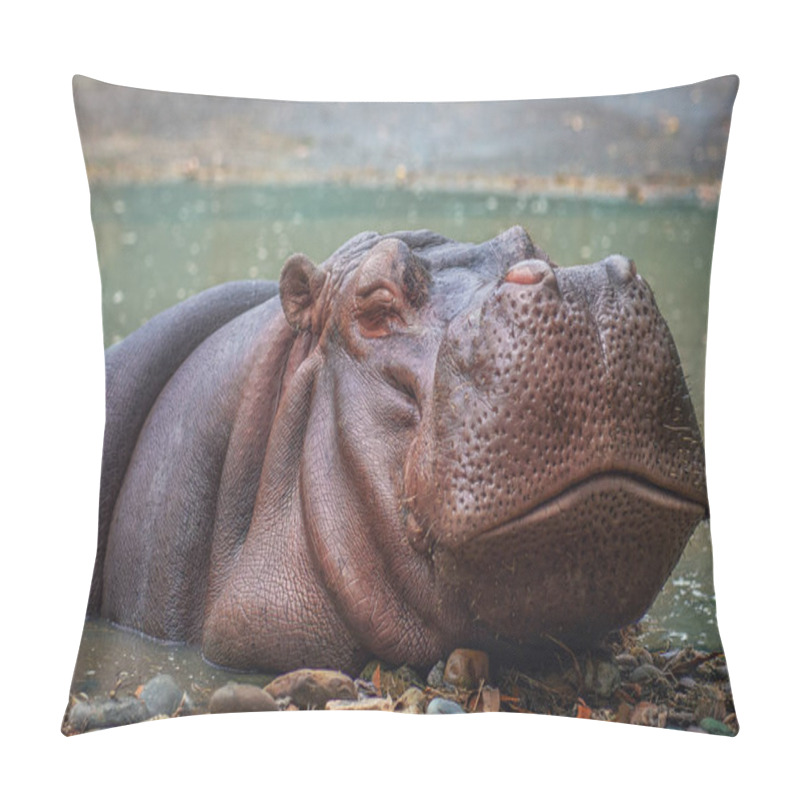 Personality  Hippopotamus On Water (Hippopotamus Amphibius) Pillow Covers