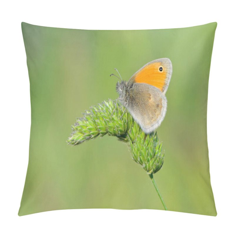 Personality  Photos Of Butterflies Feeding On Flowers Pillow Covers