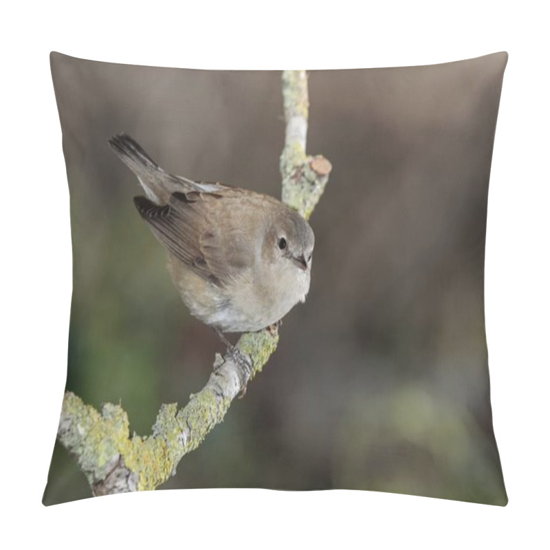 Personality  A Placid Looking, Cute Garden Warbler Sylvia Borin On Spring Migration At Stop Over, Perched On Branch With Lichens. Malta, Mediterranean Pillow Covers