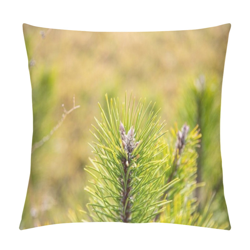 Personality  Green Fir Branches In Sunlight  A Symbol Of New Year And Holiday Spirit Pillow Covers