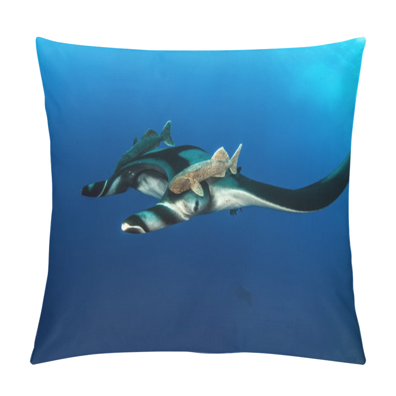 Personality  Manta Ray At Isla Revillagigedos, Mexico Pillow Covers