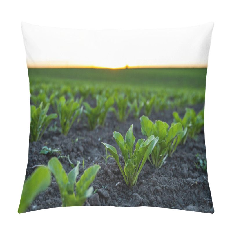 Personality  Beetroot Plants Growing In A Row On Agricultural Field. Row Of Green Young Beet Leaves Growing In Organic Farm Pillow Covers