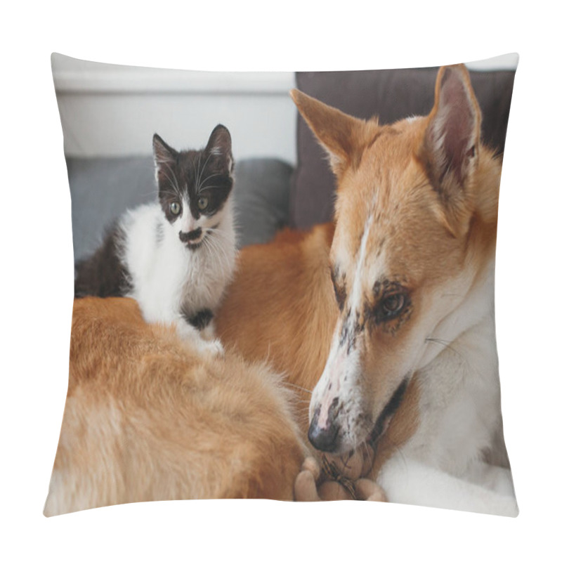 Personality  Cute Kitty And Golden Dog Playing On Bed With Pillows In Stylish Room. Adorable Black And White Kitten And Puppy With Funny Emotions Having Fun On Blanket. Cozy Home, Friends Pillow Covers