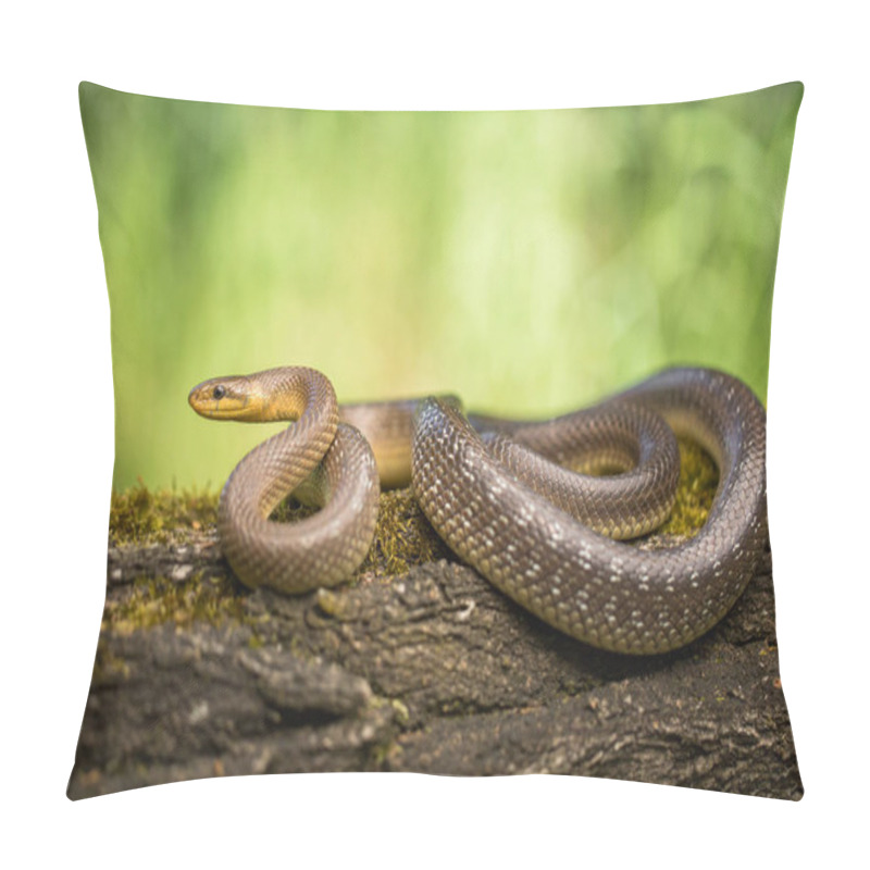 Personality  Aesculapian Snake Zamenis Longissimus In Czech Republic Pillow Covers