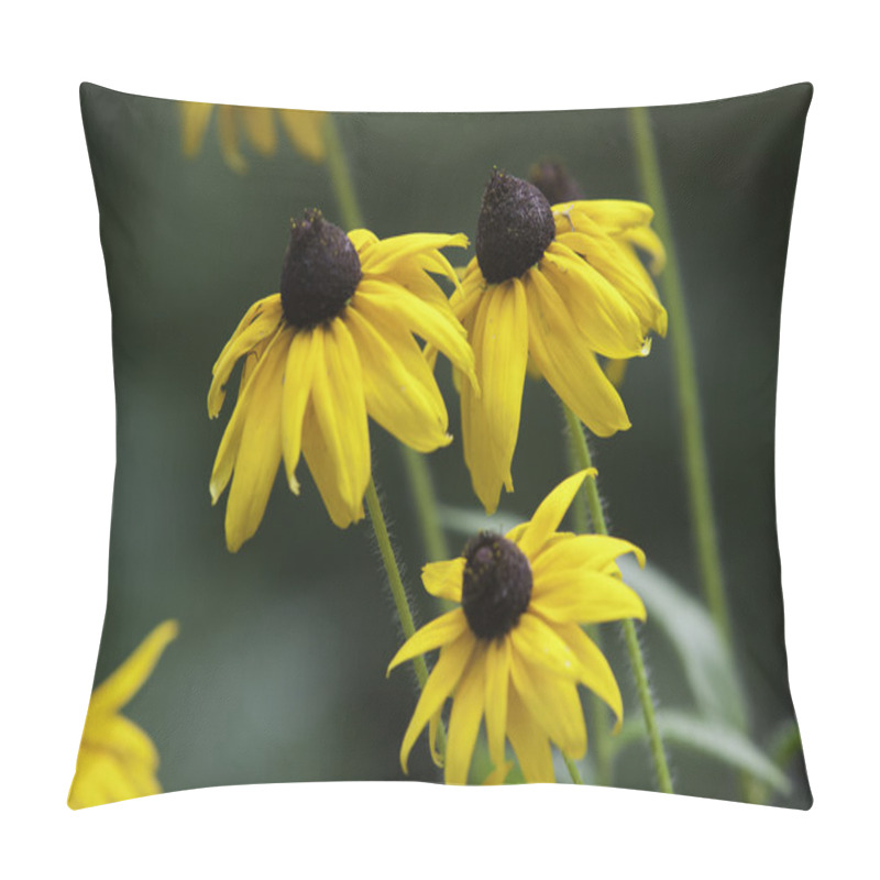 Personality  Black Eyed Susans. Pillow Covers