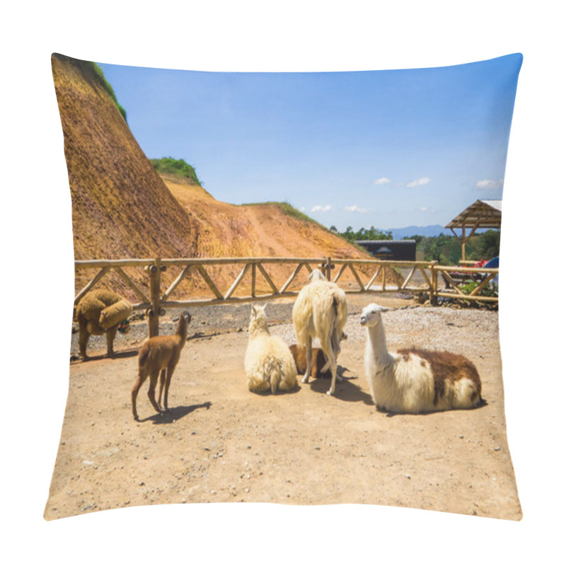 Personality  Portrait Of Colombian Llamas Near Guatape Pillow Covers