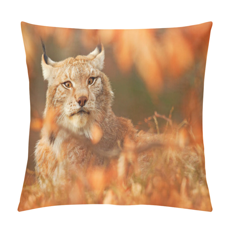 Personality  Lynx In Orange Autumn Forest. Wildlife Scene From Nature. Cute Fur Eurasian Lynx, Animal In Habitat. Wild Cat From Germany. Wild Bobcat Between The Tree Leaves. Close-up Detail Portrait. Pillow Covers