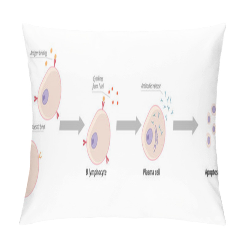 Personality  Detailed Scheme Of B Cell Activation. Mature B Cell Encounters Antigen That Binds To Its B Cell Receptor And It Becomes Activated Pillow Covers